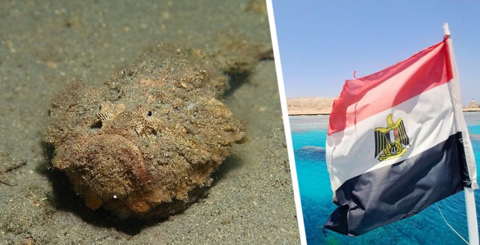 Ядовитые сюрпризы Хургады: российский турист попался на «Каменный обман» Ядовитые сюрпризы Хургады: российский турист попался на «Каменный обман»