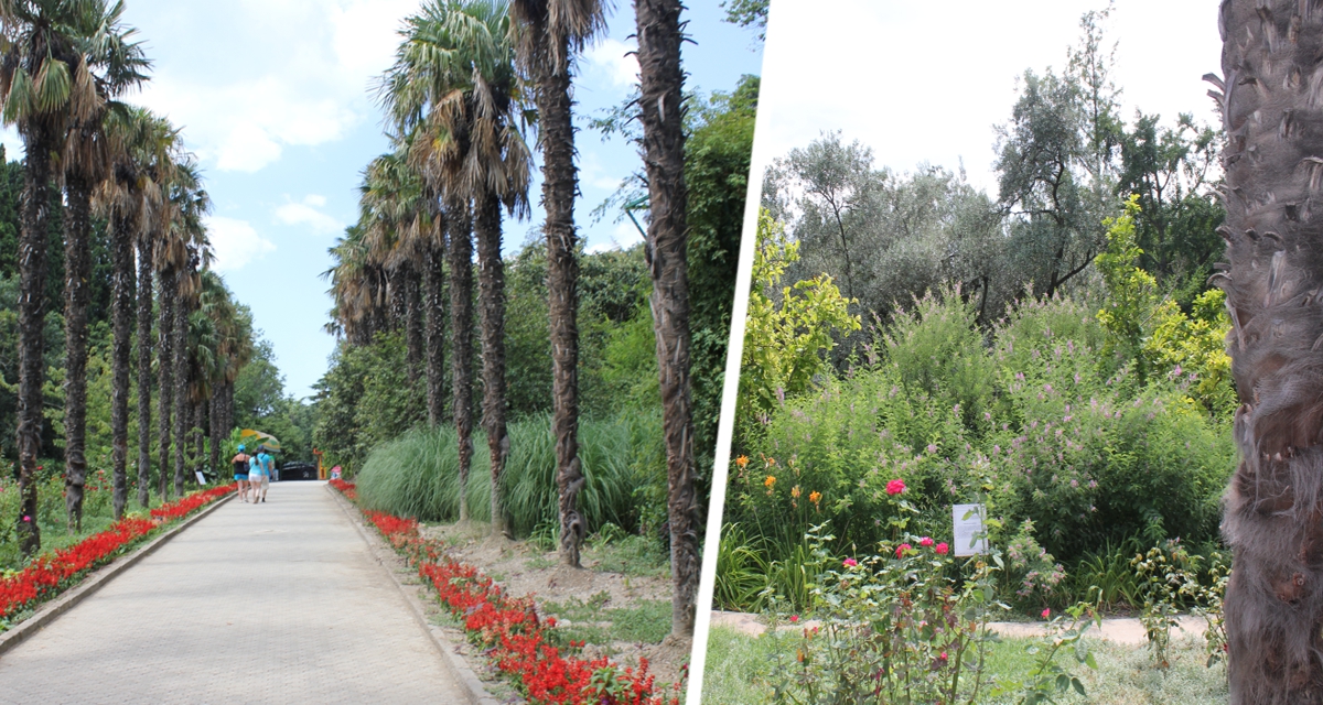 Гуляем по Эйлату: Оазис среди пустыни – зеленые тайны ботанического сада Гуляем по Эйлату: Оазис среди пустыни – зеленые тайны ботанического сада