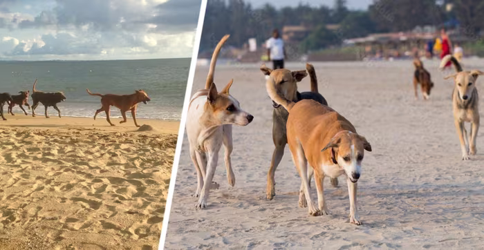 Индийский пляж оказался недружелюбен: российскую туристку покусала бродячая собака в Гоа