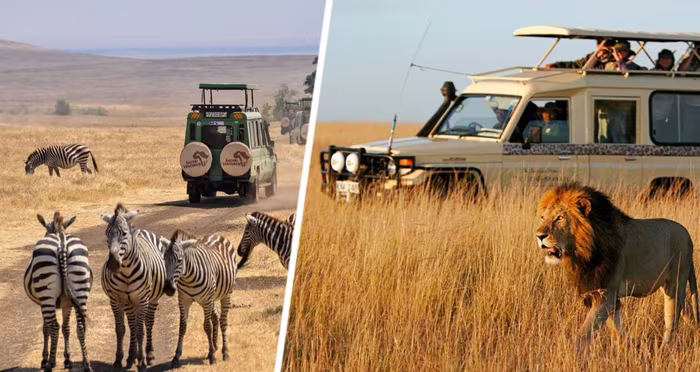 Почему львы не нападают на автомобили с туристами во время сафари? Ответ вас удивит